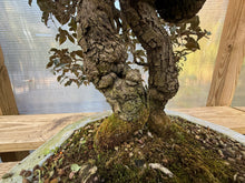Load image into Gallery viewer, Gumi, Eleagnus, Silverberry, Unique Unknown Variety