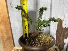 Load image into Gallery viewer, Hinoki Cypress, cutting #1