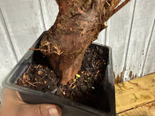 Load image into Gallery viewer, Bald Cypress #1