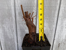 Load image into Gallery viewer, Bald Cypress #6