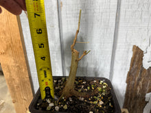 Load image into Gallery viewer, Trident Maple #52