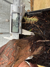Load image into Gallery viewer, Bald Cypress #6