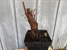 Load image into Gallery viewer, Bald Cypress #6