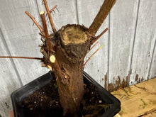 Load image into Gallery viewer, Bald Cypress #2