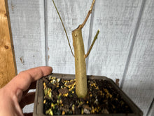 Load image into Gallery viewer, Trident Maple #51