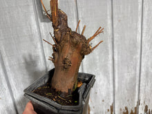 Load image into Gallery viewer, Bald Cypress #3