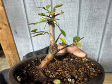Load image into Gallery viewer, Chinese Elm, Root Cutting #1