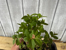 Load image into Gallery viewer, Japanese Crepe Myrtle #1