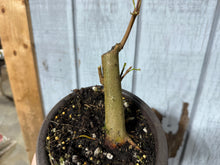 Load image into Gallery viewer, Trident Maple #54