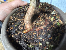 Load image into Gallery viewer, Chinese Elm, Root Cutting #1