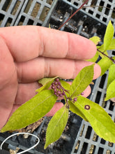 Load image into Gallery viewer, Japanese Beautyberry