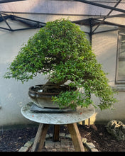 Load image into Gallery viewer, Japanese Pomegranate-Only 3 left