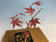Load image into Gallery viewer, Cutting Grown Japanese Maple
