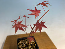 Load image into Gallery viewer, Cutting Grown Japanese Maple