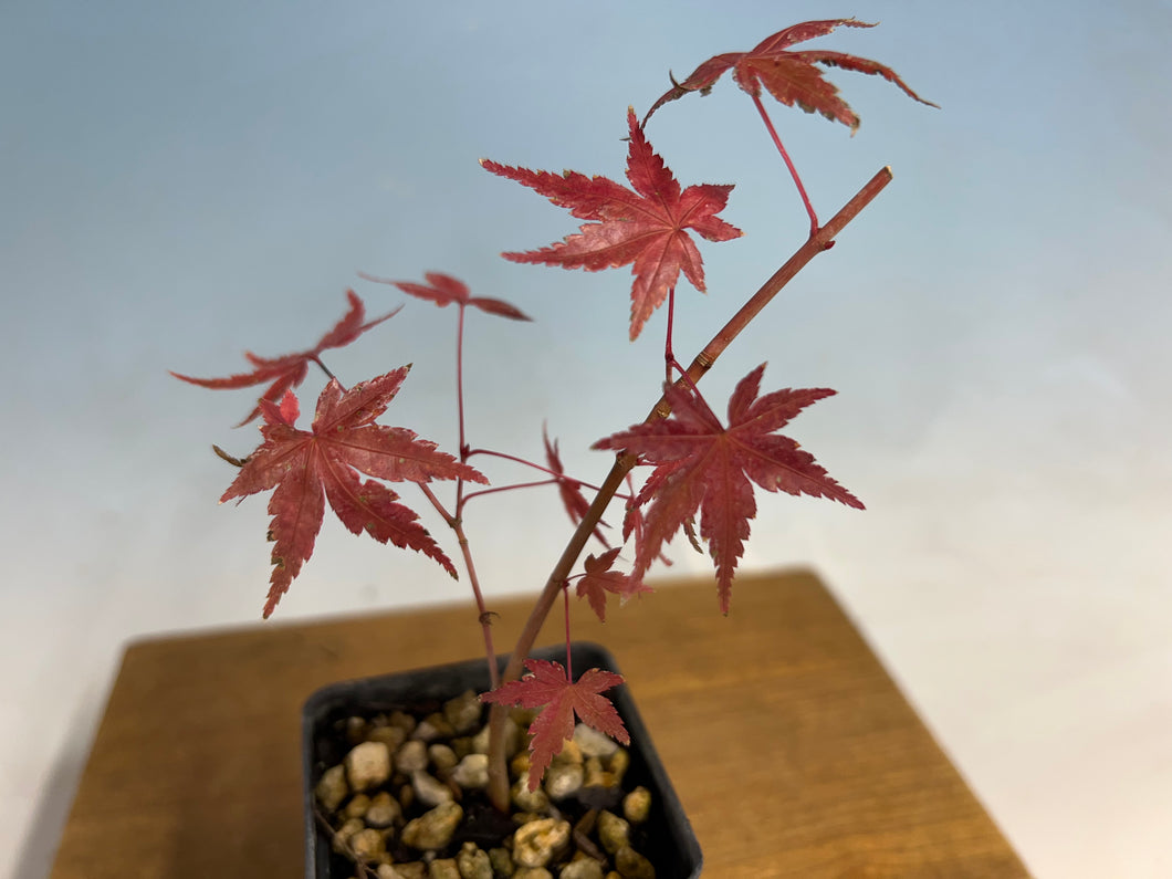 Cutting Grown Japanese Maple