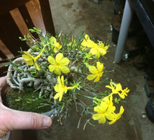 Load image into Gallery viewer, Winter Jasmine