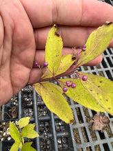 Load image into Gallery viewer, Japanese Beautyberry