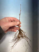 Load image into Gallery viewer, Kotohime Japanese Maple Bare Root