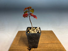 Load image into Gallery viewer, Miyasama Trident Maple
