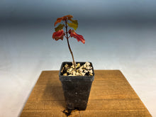 Load image into Gallery viewer, Miyasama Trident Maple