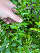 Load image into Gallery viewer, Japanese Pomegranate-Only 3 left
