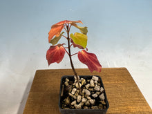 Load image into Gallery viewer, Miyasama Trident Maple