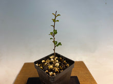 Load image into Gallery viewer, Chojubai Quince