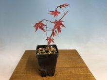 Load image into Gallery viewer, Cutting Grown Japanese Maple