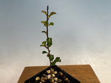 Load image into Gallery viewer, Chojubai Quince