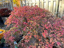 Load image into Gallery viewer, Trident Maple Bare Root -Standard 6-10”