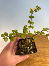 Load image into Gallery viewer, Rockspray Cotoneaster