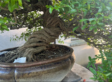 Load image into Gallery viewer, Japanese Pomegranate-Only 3 left