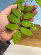 Load image into Gallery viewer, Chinese ‘Blue’ Wisteria