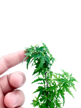 Load image into Gallery viewer, Kotohime Japanese Maple