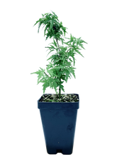 Load image into Gallery viewer, Kotohime Japanese Maple