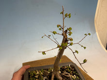 Load image into Gallery viewer, Chinese Elm, Root Cutting 001
