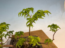 Load image into Gallery viewer, Shishigashira Japanese Maple 016
