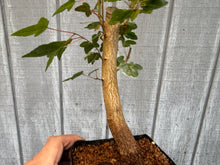 Load image into Gallery viewer, Trident Maple #29
