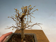 Load image into Gallery viewer, Zelkova, Japanese Grey Bark Elm 006
