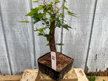Load image into Gallery viewer, Trident Maple #31
