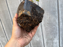 Load image into Gallery viewer, Trident Maple #9
