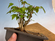 Load image into Gallery viewer, Trident Maple 015- Seedling Fushion Clump
