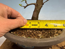 Load image into Gallery viewer, Chinese Quince 009
