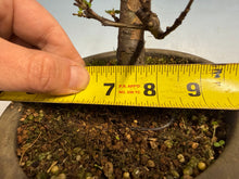 Load image into Gallery viewer, Chinese Quince 001
