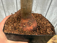 Load image into Gallery viewer, Zelkova, Japanese Grey Bark Elm #4
