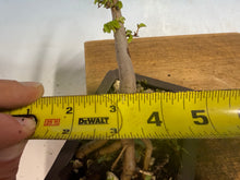 Load image into Gallery viewer, Chinese Elm-Root Cutting 002
