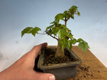 Load image into Gallery viewer, Trident Maple 011
