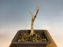 Load image into Gallery viewer, Japanese Wisteria 005

