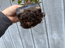 Load image into Gallery viewer, Zelkova, Japanese Grey Bark Elm #16

