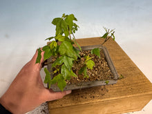 Load image into Gallery viewer, Trident Maple 016

